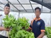 Panen 62 Pcs Selada Hidroponik, Warga Binaan Lapas Kotabaru Asah Keterampilan Pertanian 