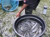Buah Pembinaan Konsisten, Lapas Batulicin Panen 80 Kilogram Lele