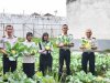 Panen Kembang Kol, Rutan Barabai Optimalkan Lahan Ketahanan Pangan
