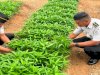 Panen 28 Kilogram Kangkung, Warga Binaan Lapas Kotabaru Terus Tingkatkan Produktivitas Pertanian