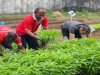 Lapas Tual Panen 29 Kg Kangkung, Wujud Sukses Pembinaan Kemandirian Warga Binaan