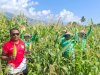 Warga Binaan Lapas Perempuan Palu Panen 50 Kilogram Jagung