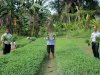 Lapas Piru Panen 44 Ikat Kangkung, Bukti Sukses Ketahanan Pangan dan Pembinaan Kemandirian Warga Binaan