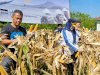 Lapas Pangkalpinang Panen 441 Kg Jagung, Kakanwil Ditjenpas Babel Apresiasi