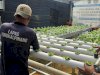 Semai Keterampilan, Warga Binaan Lapas Pangkalpinang Budidaya Selada di Agroedupark