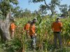 Lapas Terbuka Kendal Terapkan Zero Waste Farming Jelang Panen Jagung