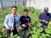 Rutan Barabai Panen 30 Kilogram Terung dan Kembang Kol