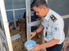 Budidaya Ayam Elba Latih Kemandirian Warga Binaan Lapas Narkotika Karang Intan