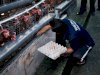 Keterbatasan Bukan Hambatan, Lapas Tabanan Optimalkan Area Sempit untuk Peternakan Ayam Petelur