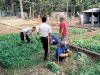 Lapas Batang Panen 17 Kilogram Sawi Hijau dari Lahan SAE