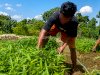 Lapas Tanjungpandan Panen 20 Kilogram Kangkung dari SAE