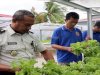 Lapas Ambon Panen Selada, Wujud Nyata Dukung Kemandirian Pangan