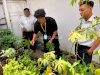 Ketahanan Pangan Berkelanjutan, Bapas Denpasar Panen Hasil Budidaya bersama Klien