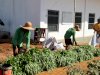 Panen 300 Ikat Kangkung, Rutan Pelaihari Buktikan Pembinaan Produktif Bernilai Ekonomi