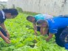 Lapas Saumlaki Panen Sawi, Wujud Nyata Pembinaan Kemandirian Warga Binaan
