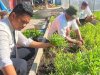 Lapas Banjarmasin Panen 40 Kilogram Kangkung di SAE 1