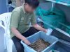 Lapas Banjarmasin Optimalkan Budidaya Maggot Dukung Ketahanan Pangan dan Pembinaan Kemandirian Warga Binaan