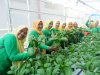 Panen 20 Kilogram Pakcoy, Lapas Narkotika Pangkalpinang Perkuat Ketahanan Pangan