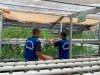 Lapas Tanjung Panen 15 Kilogram Kangkung, Perkuat Program Kemandirian Warga Binaan