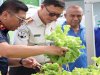 Panen 27 Ikat Selada Hidroponik, Lapas Ambon Dukung Kemandirian Pangan