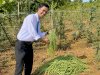 Panen 19 Kg Kacang Panjang, Warga Binaan Lapas Batulicin Dukung Dapur Sehat