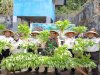 Optimalkan Lahan Brandgang, Lapas Bandanaira Panen 40 Ikat Kangkung