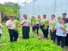 Dukung Ketahanan Pangan, Panen Raya Lapas Saparua Hasilkan 71 Ikat Sayur