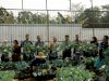 Lapas Tanjung Panen 30 Kilogram Kembang Kol Hasil Program Pembinaan Kemandirian
