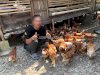 Bapas Amuntai Dorong Mantan Klien Tak Menyerah, Kini Tekuni Budidaya Ayam Petelur