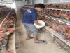 Panen Ratusan Telur per Hari, Lapas Kelas I Cipinang Bangun Pembinaan Produktif dan Dukung Ketahanan Pangan