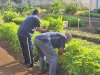 Warga Binaan Lapas Tual Sukses Panen 25 Kg Sayur Kangkung Segar