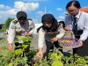 Panen Cabai Rawit dari Polybag, Wujud Produktivitas Lapas Surabaya