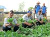 Program Pembinaan Berbuah Hasil, Lapas Parigi Panen 75 Ikat Pakcoy dan 23 Kilogram Terong