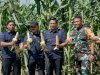 Tak Hanya Jagung Manis, Lapas Kelas I Surabaya Panen Jagung Pulut di SAE 36