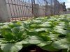 Rutan Pelaihari Panen 100 Ikat Sawi dari Lahan Brandgang 