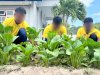 Hasil Nyata Ketahanan Pangan, Warga Binaan Lapas Namlea Panen 50 Ikat Sawit