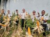 Lapas Pangkalpinang Panen Jagung Pipil dan Kacang Tanah dari Lahan Marginal