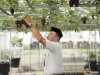 Panen Anggur di Lapas Surabaya, Buah Manis dari Program Pembinaan