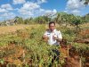 Panen 3,2 Kilogram Cabai, Rutan Pelaihari Dorong Kemandirian Pangan dari Kebun SAE