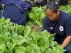Panen 25 Kg Sawi, Warga Binaan Lapas Perempuan Malang Terima Premi