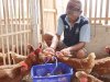 289 Butir Telur Dipanen, Produktivitas Ayam Petelur Lapas Batulicin Meningkat
