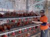 Lapas Pemuda Madiun Panen 440 Butir Telur dari Budidaya Ayam Petelur