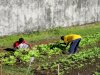 Lahan SAE Produktif, Warga Binaan Lapas Tual Sukses Panen 28 Kilogram Sawi Segar