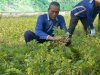 Lapas Terbuka Kendal Panen Kacang Tanah, Hasil Ditaksir Capai 5 Kwintal