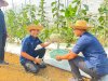 Lapas Banjarbaru Panen Raya Melon dan Jagung, Perkuat Dukungan Ketahanan Pangan
