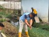 Usai Panen, Rutan Marabahan Siapkan Lahan untuk Jaga Keberlanjutan Pertanian