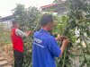 Rutan Marabahan Panen 22 Kg Kacang Panjang, Bukti Sukses Kemandirian Pangan