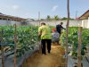 Lahan Marginal Jadi Produktif, Lapas Pangkalpinang Tanam 340 Cabai