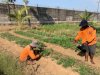 Dari Lahan Produktif ke Pasar, Lapas Terbuka Kendal Suksesk Panen Kangkung