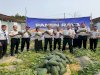 Lapas Pangkalpinang Panen Raya 518 Kg Citrullus lanatus 